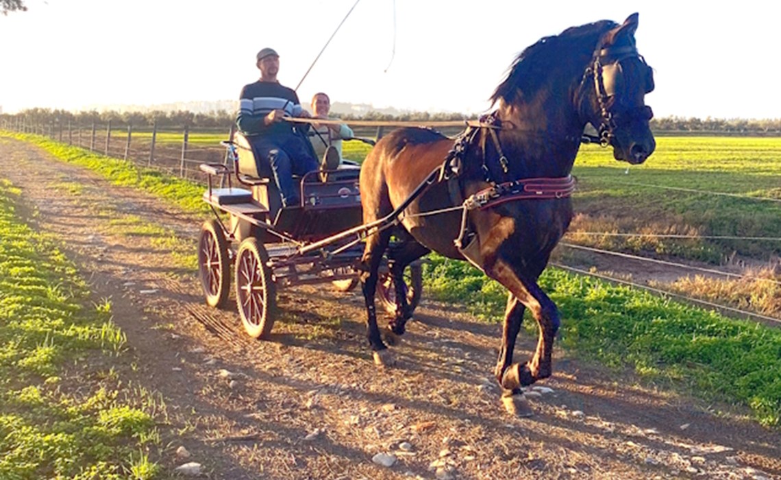 Equitación - Cabalgatas en la Ria Formosa